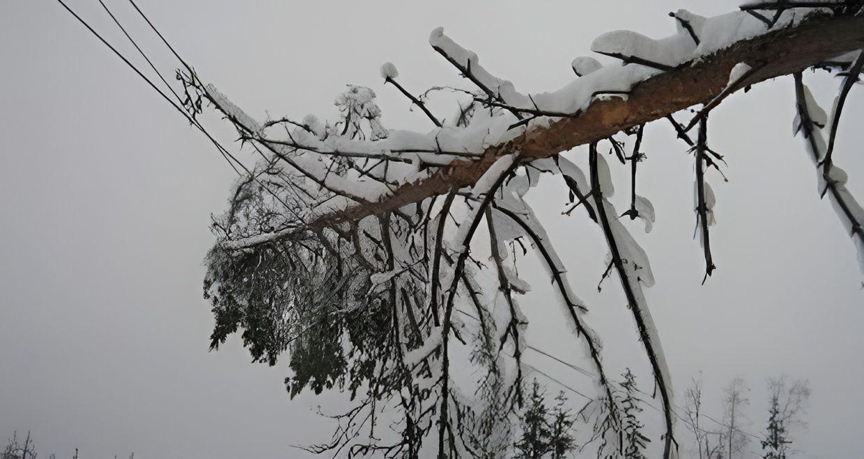Разрыв ветра. Дерево на проводах. Упавшее дерево зимой. Падение деревьев на провода вл. Обрыв ЛЭП.